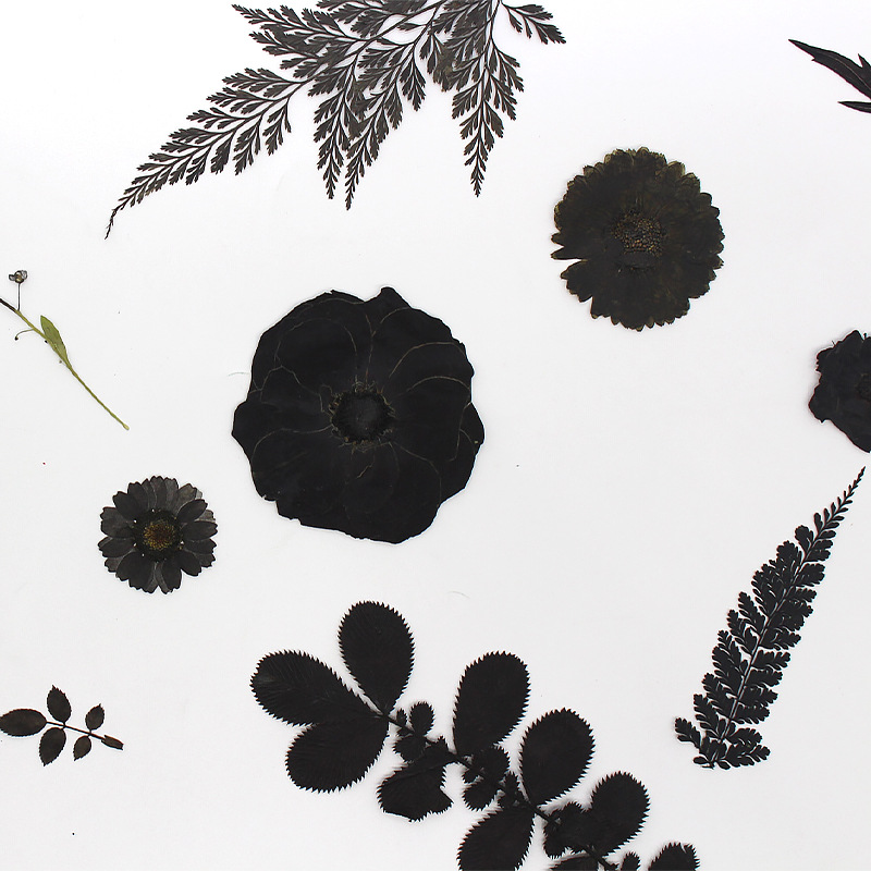 Black flower factory direct dried flower embossed black series of plant specimens real flower leaves flower material bag