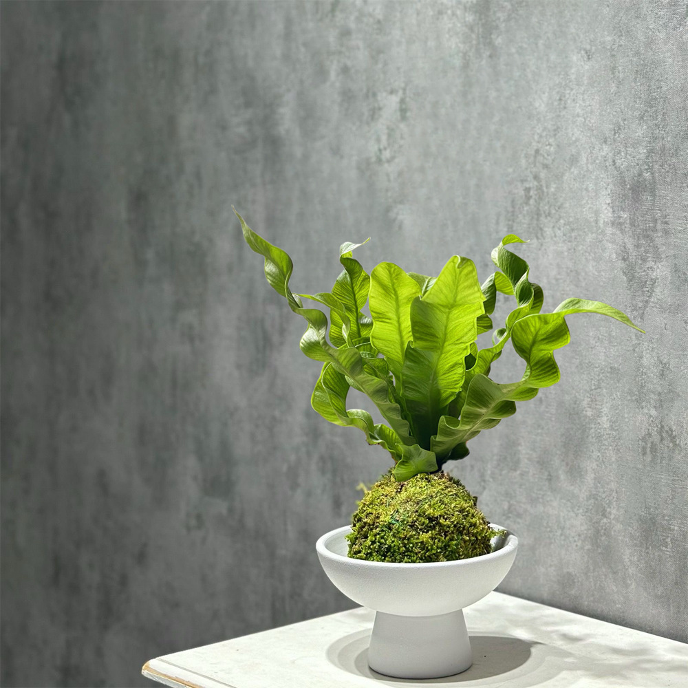 Flamingo Bird's Nest Fern Moss Ball Ins Style Office Desktop Potted Green Plant Air Purifying Fun Plant Moisture-Adoring