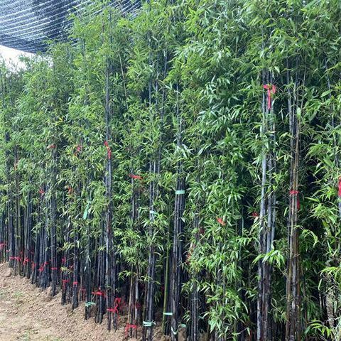 Bamboo Seedlings, Garden Plants, Purple Bamboo, Gold Inlaid Jade, Luohan Bamboo, Northern Cold-Resistant, Evergreen, Large-Scale Ground-Planted Green Bamboo Seedlings