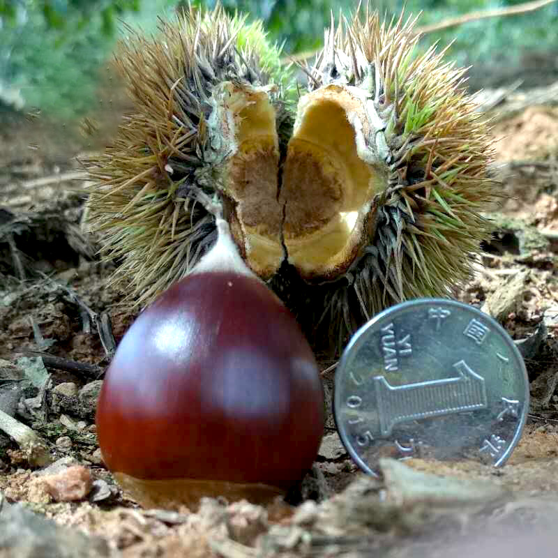 Free Shipping, Fresh Cone Chestnuts, Jianzhu Cone Chestnuts, Direct Delivery from the Origin, High Mountain Chestnuts Wholesale, Large Quantity, Favorable Price, Kilogram Price