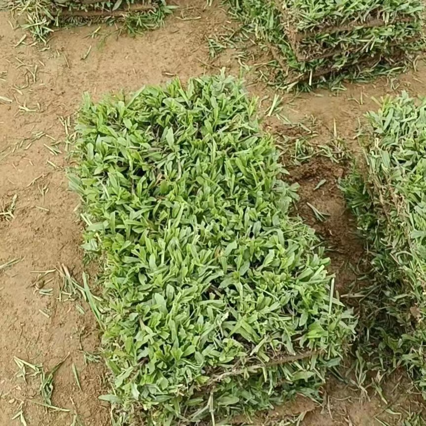 Shenzhen Real Turf Lawn with Soil Carpet Grass Large Leaf Oil Grass House Courtyard Garden with Soil Greening Manila