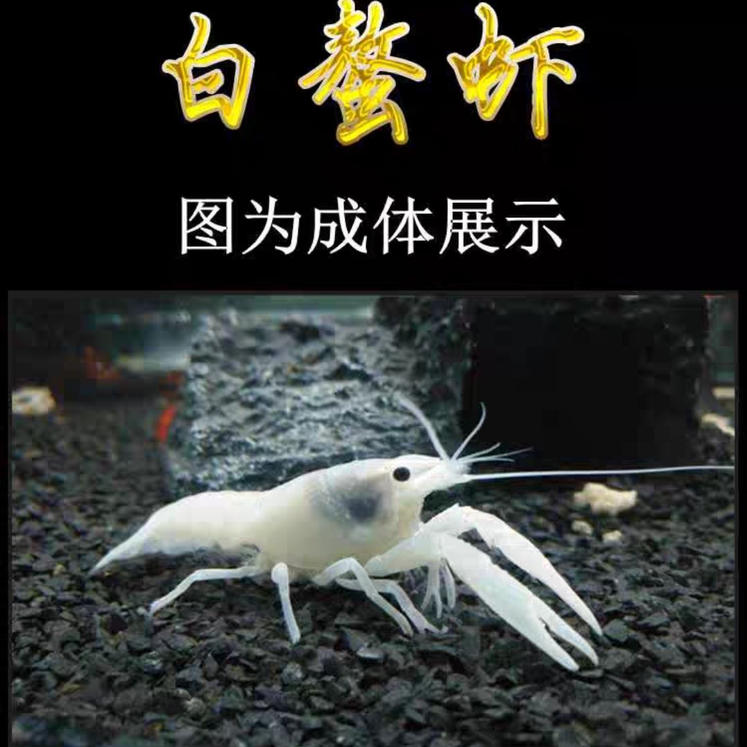 Australian Crayfish, Fresh Ornamental Freshwater Shrimp, Large Ferocious Crayfish, Cold Water Resistant Pet Shrimp, Sky Blue Magic Shrimp