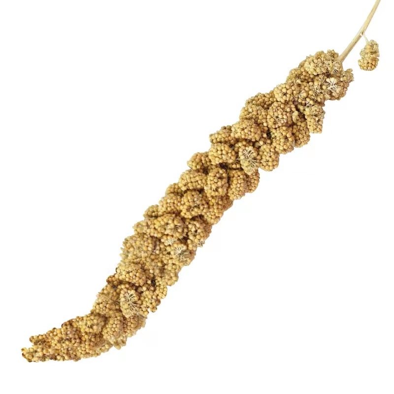 Parrot Snack Stick Grain Ear Wheat Ear Millet Bird Food Feed Training Reward Snacks Tiger Skin Xuan Feng Peony Special