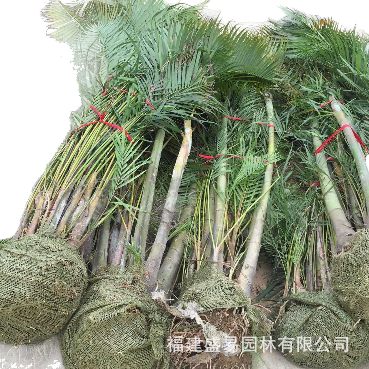Fujian Sanwei Kwai Wholesale Sanwei Kwai Quote Sanwei Kwai Price Palm Sanwei Kwai Planting Base