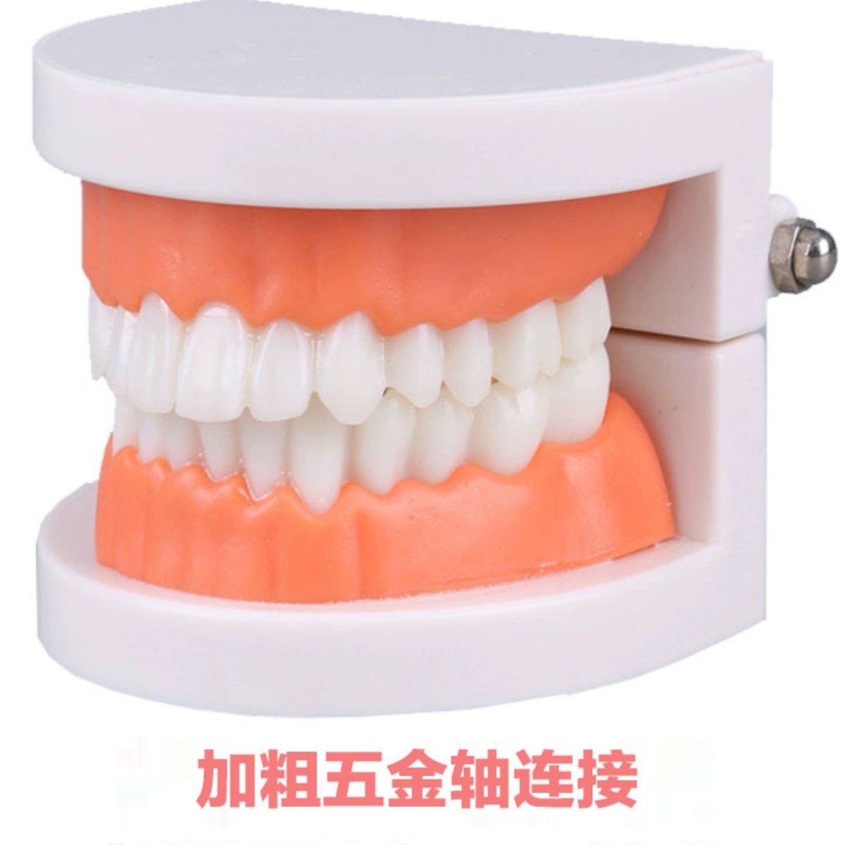 Tooth Model, Oral Model, Kindergarten Dental Teaching Model, Small Dental Model, Wholesale Oral Material Teaching Model