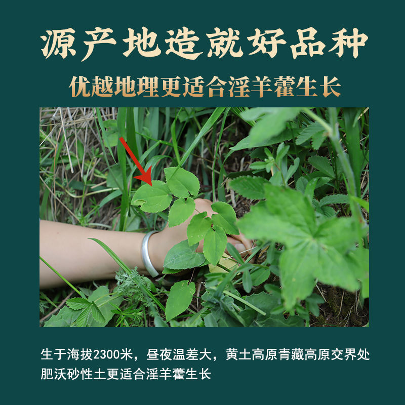 500g of Genuine Wild Epimedium Leaves Chinese Herbal Medicine Soaked in Wine for Men to Make Tea and Drink to Nourish the Liver and Kidneys