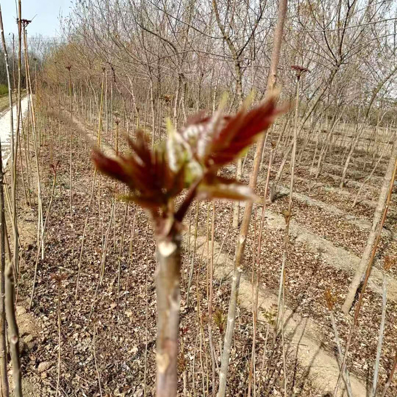 The Base Has Been Supplying Toon Saplings for Greenhouse Planting for Many Years. Edible Red Oil Toon Saplings Are Now Dug and Found