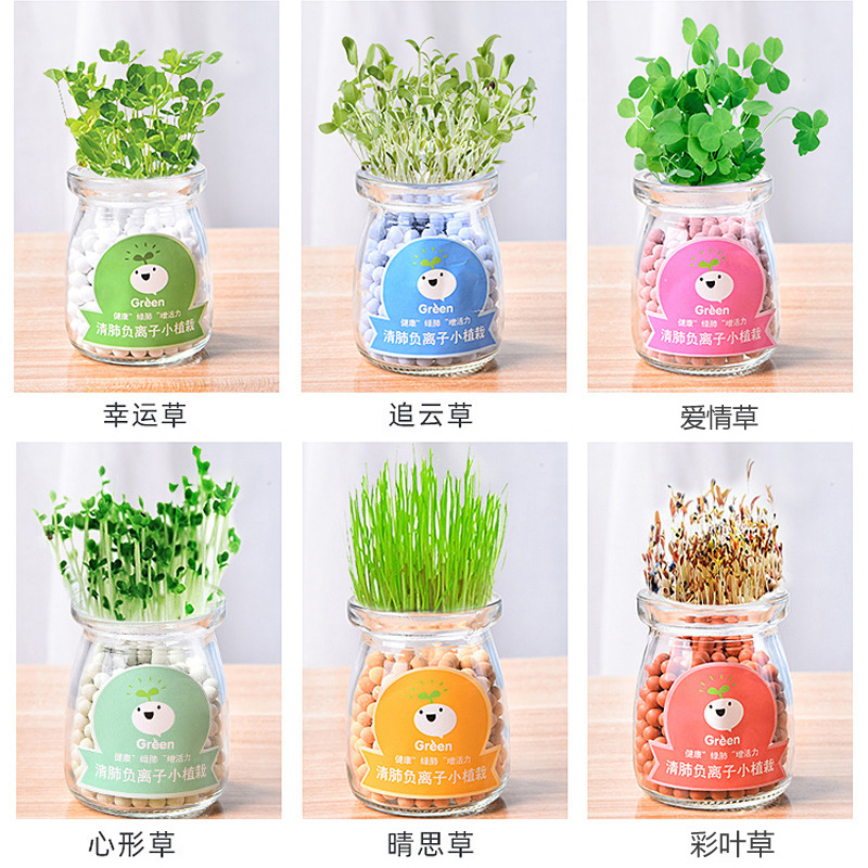 Hydroponic Potted Plants DIY Creative Negative Ion Green Plants Office Desktop Small Bonsai Radiation-Proof Mini Small Plants