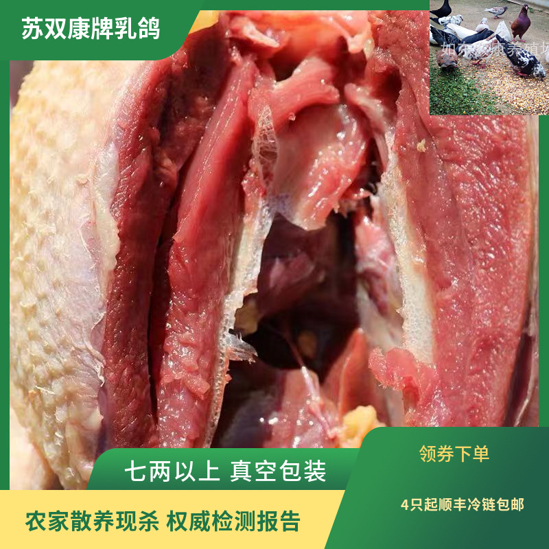 Wholesale Su Shuangkang brand frozen pigeon meat edible farm free-range living pigeon fresh pigeon meat pigeon