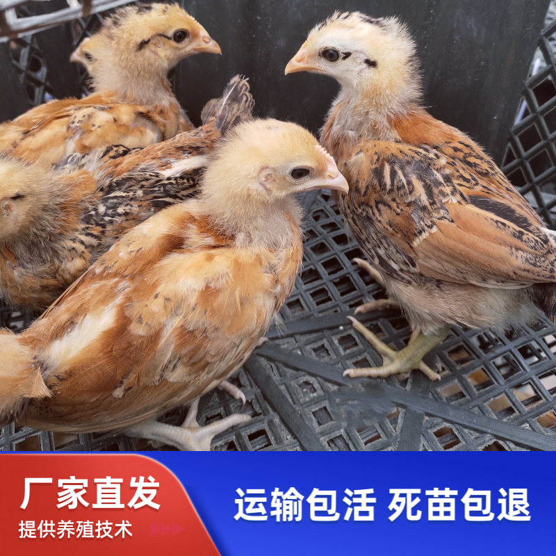 Цыплята Товен, однолетние цыплята с конопляным оперением, высокопродуктивные женские местные цыплята, цыплята с зелеными скорлупами