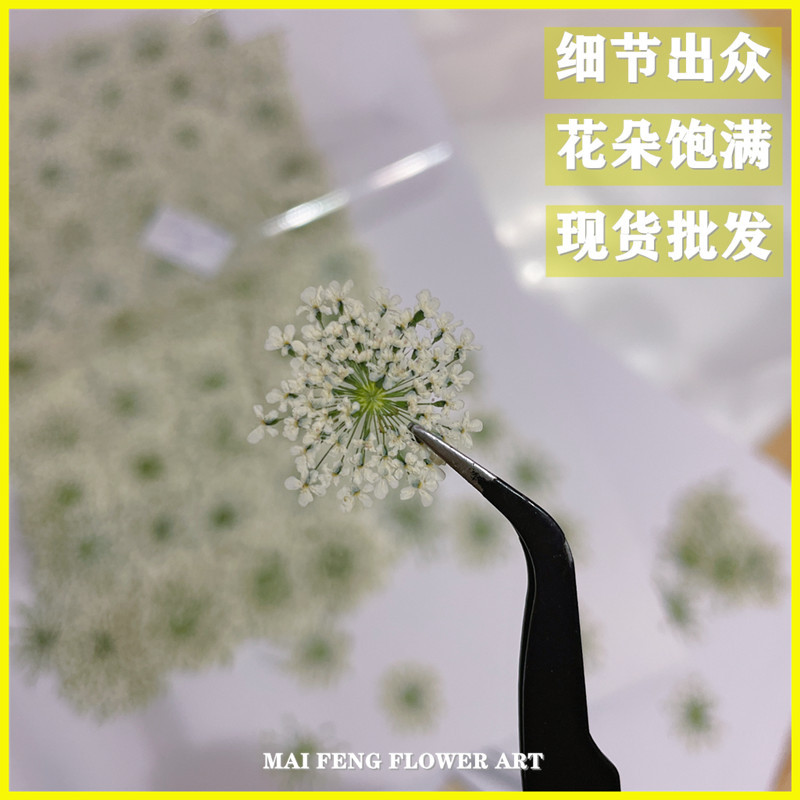 Snow bead lace flower dried flower embossed wholesale plant specimen nail art drop glue bet flower photo frame material 2000 Flower pack