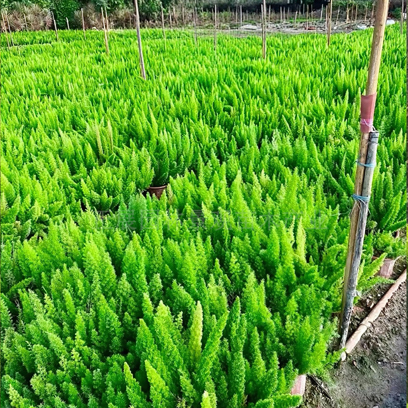 Wholesale Price of Fox Tail Asparagus, Loose and Breathable Soil, Drought-Resistant and Cold-Resistant, the First Choice for Landscaping, Large Quantity Discounts