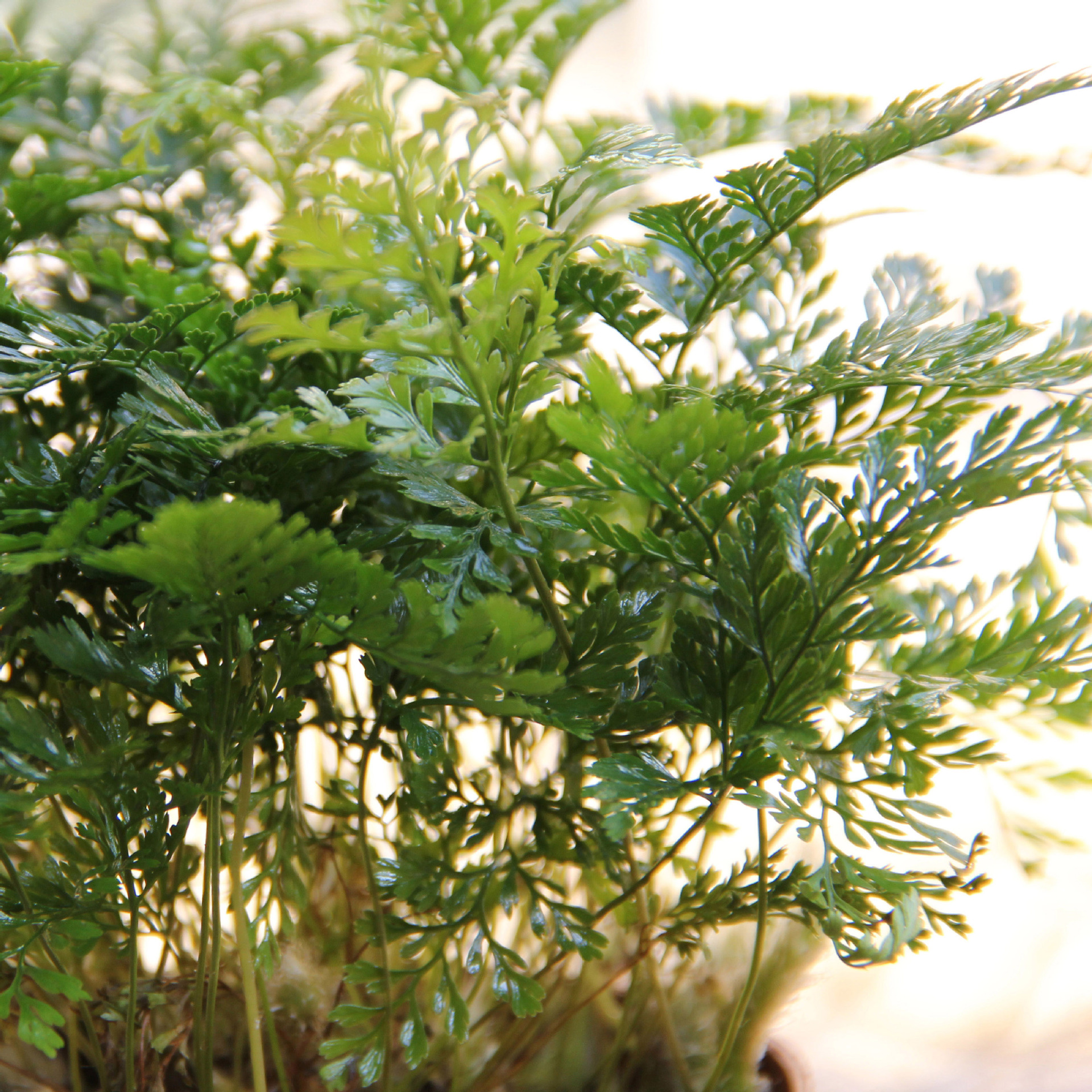 Moss Micro-Landscape Production Ferns Micro-Landscape Plants Wolf Tail Fern Plant Wholesale Landscaping Potted Plants