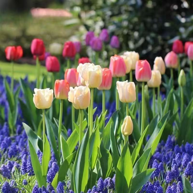 Imported Tulip Bulbs Are Easy to Grow in All Seasons, Cold-Resistant Natural Bulbs, Tulip Seeds, Hydroponic Potted Flower Plants