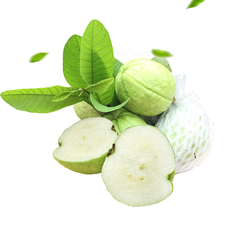 Freshly Picked White-Fleshed Guava from Fujian, Seasonal Fruit Guava, White-Fleshed Guava, One-Piece Delivery