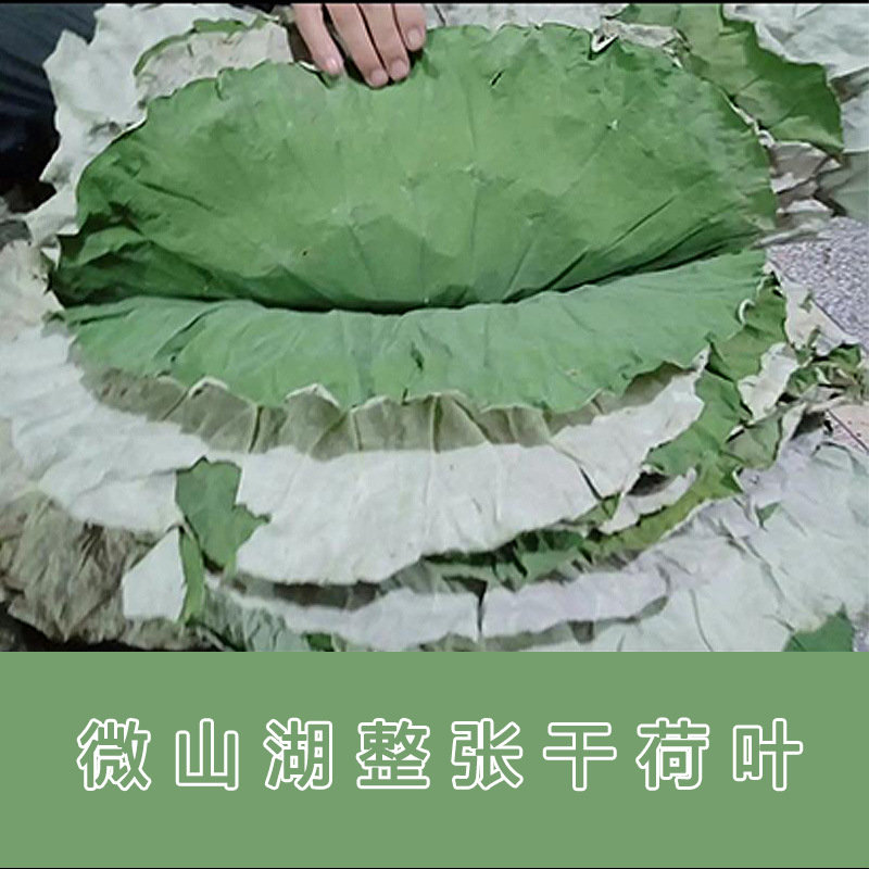 Wholesale Dried Lotus Leaves, New Products on the Market, Original from Shandong, Sold for Glutinous Rice Chicken, Clay-Pot Chicken, and Lotus Leaf Dishes