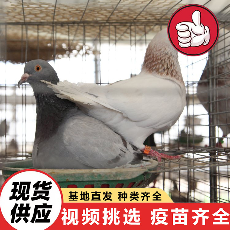 Price of White-Feathered King Pigeon for Half a Year, How Much Does an American Floor King Pigeon Cost, and How Much Does a Square Pigeon Cost for Feeding in Scenic Spots?