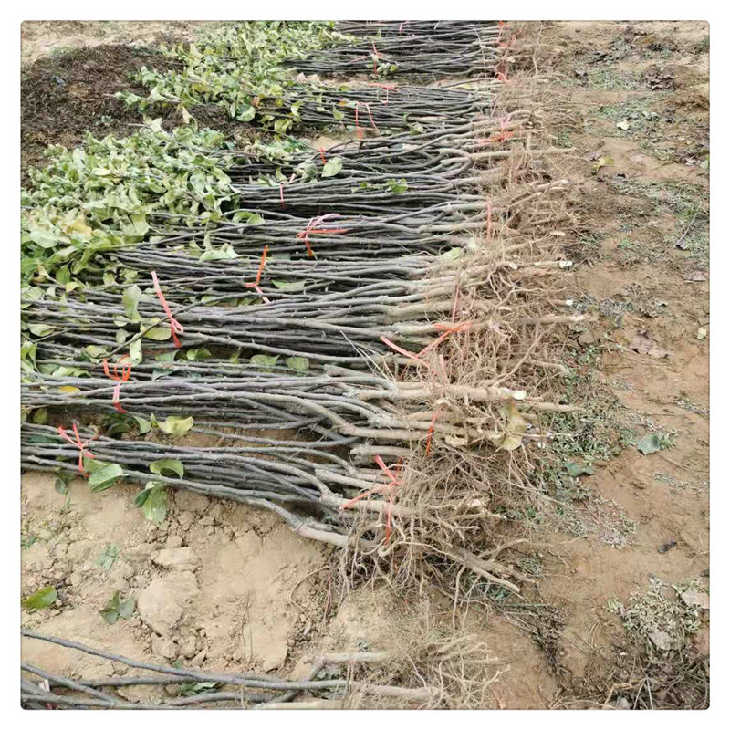 Authentic Qiuyue Pear Saplings, Grafted Qiuyue Pear Saplings Base, Wholesale of 1 to 3cm Bingtang Qiuyue Pears