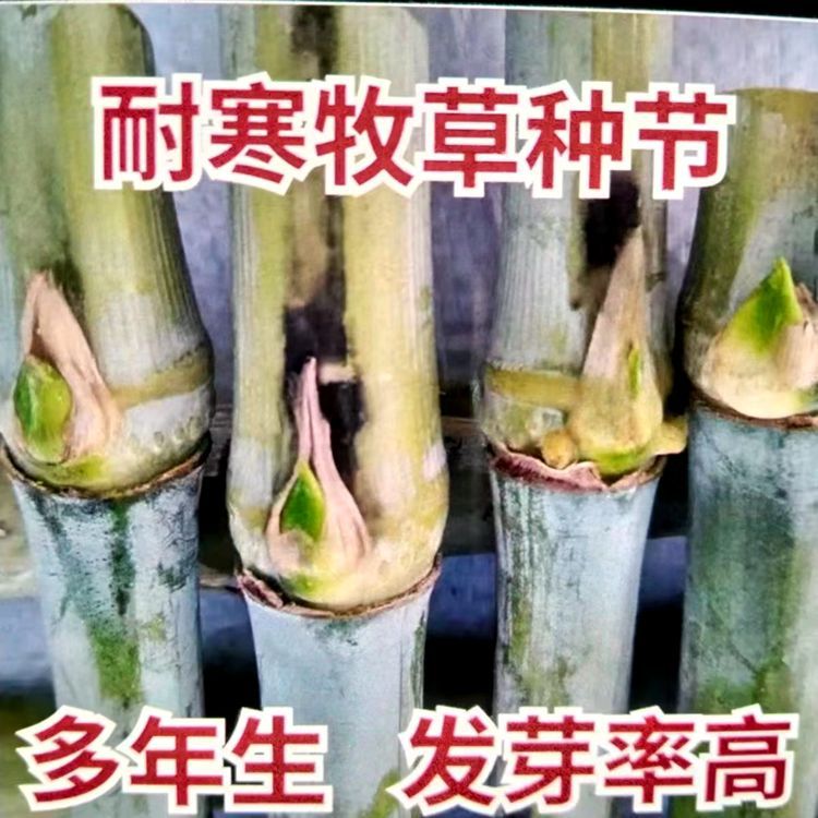 Безволосая сладкая трава слонов No. 3, красная слоновая трава, высокоурожайная, холодостойкая, императорская бамбуковая трава, гигантская грибная трава, многолетний пастбище четырех сезонов