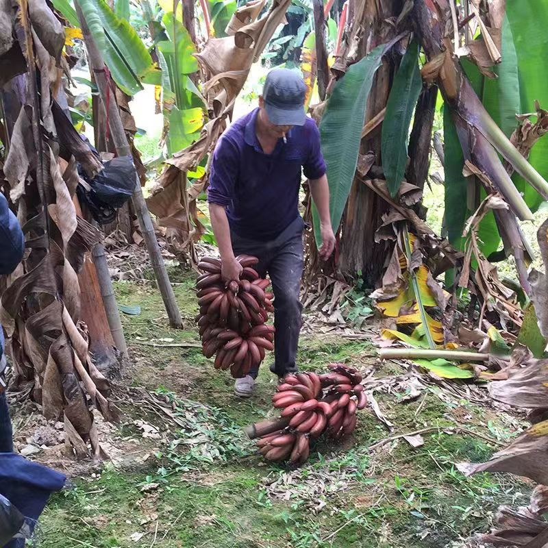 Banana Fujian Tulou Red Beauty Banana Fire Dragon Banana Fresh Fruit Sweet and Soft Glutinous Red Banana All Seasons