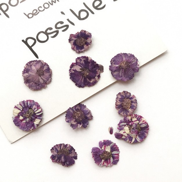 Daisy Color Hibiscus Flower Small Chrysanthemum Drop Glue Dried Flower Mobile Phone Shell diy Embossed Flower Accessories Baffle