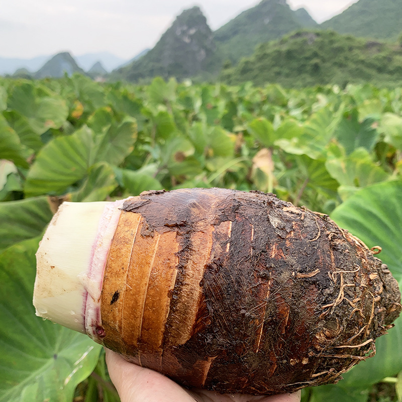 Lipu Taro Quick-Frozen Taro Cubes Taro Meat Lipu Fragrant Taro Peeled Taro Dessert Milk Tea Shop Taro Wholesale