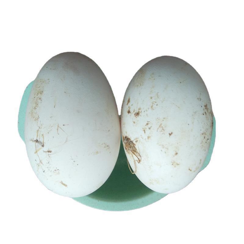 680 Farm-Raised Free-Range Fresh Eggs for Pregnant Women to Eliminate Fetal Toxins, Goose Eggs, Same-Day Stupid 10 Goose Eggs, Large 0g