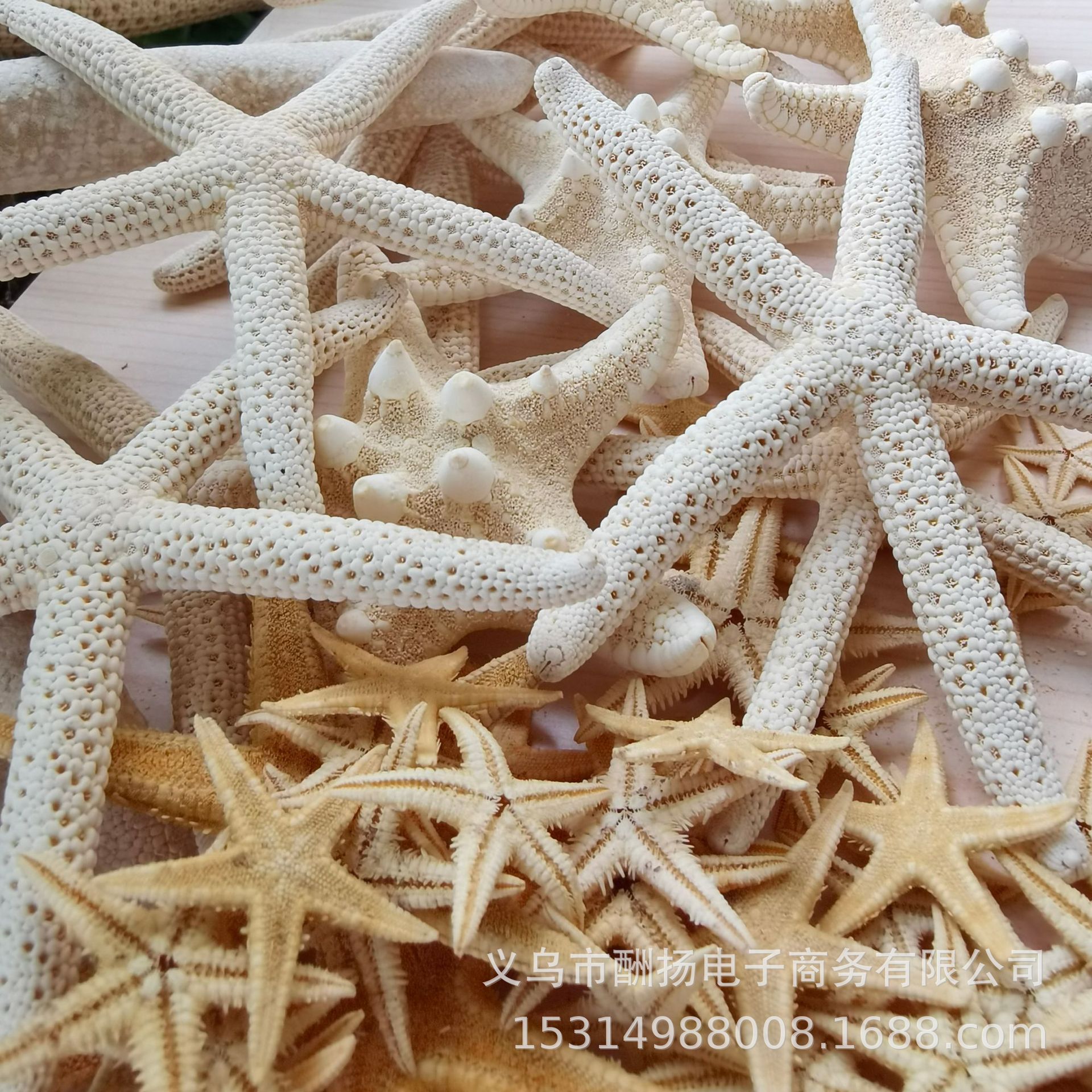 Various Natural Starfish Handmade Materials DIY Natural Conch Shells Jewelry Accessories Factory Direct Sales