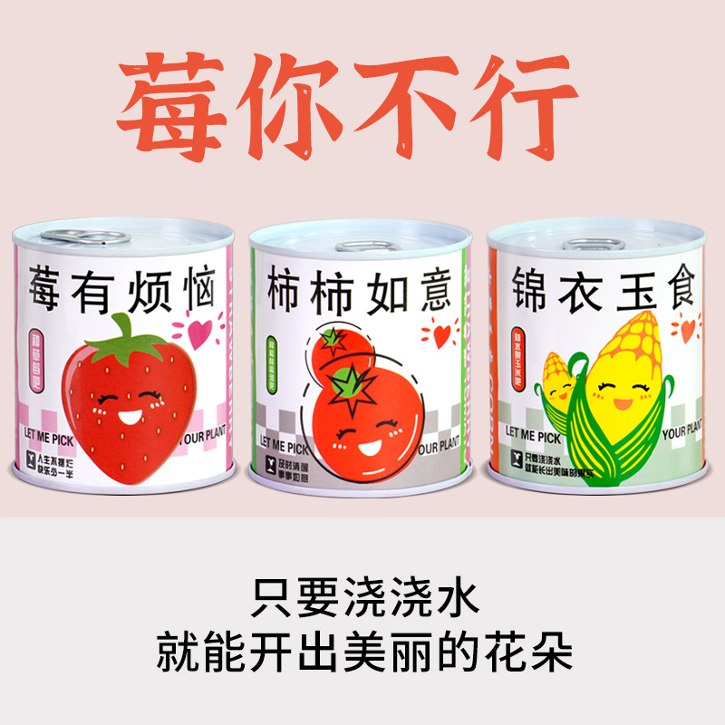 Children's Planting Cans, Plant Blind Box, Desktop Potted Mint Florals, Indoor Green Plants, Good for Feeding Seeds