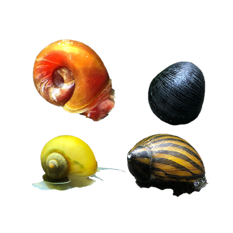 Ornamental Snail Aquatic Pet Golden Snail Living Fish Grass Tank Cleaning Ornamental Snail Water Bottom Biological Algae Removal Tool Snail