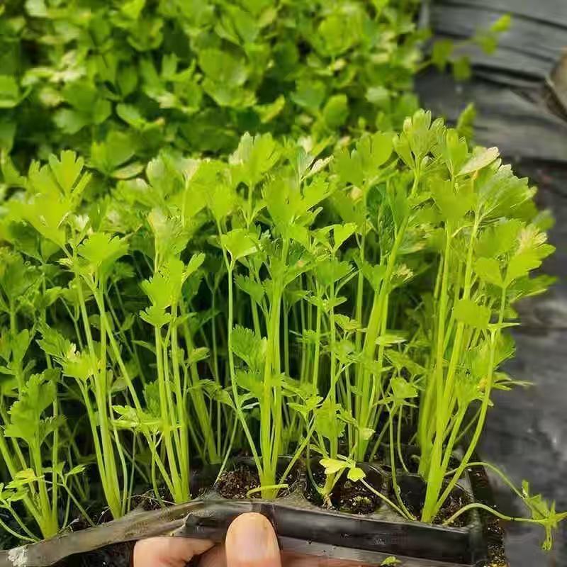 Celery Queen Celery Seedlings Seeds High Yield Celery Spring and Autumn Potted Balcony Vegetables Yellow Heart Celery Seedlings Vegetable Seeds