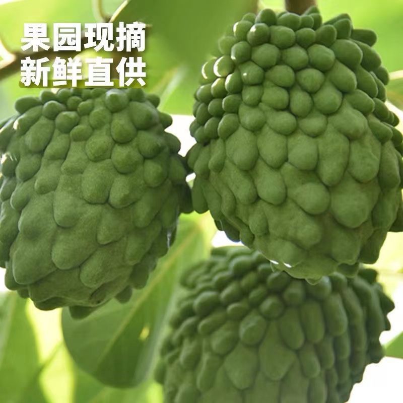 Pineapple, Sago, Extra Large Fruit, Buddha's Head Fruit, Freshly Picked Soursop in Season, Whole Box of Fresh Fruits for Pregnant Women, Milk and Sweetness