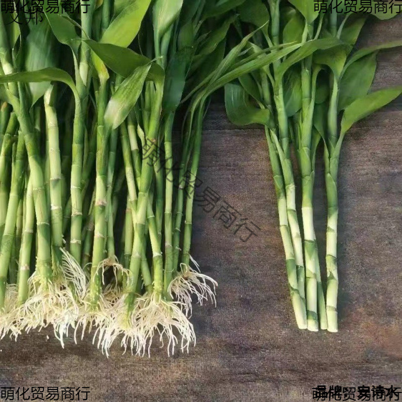 Rich Bamboo with Roots, Water-Cultured Living Room, Office, Green Water-Cultured Potted Plants, Flowers and Green Plants, Formaldehyde Removal and Air Purification