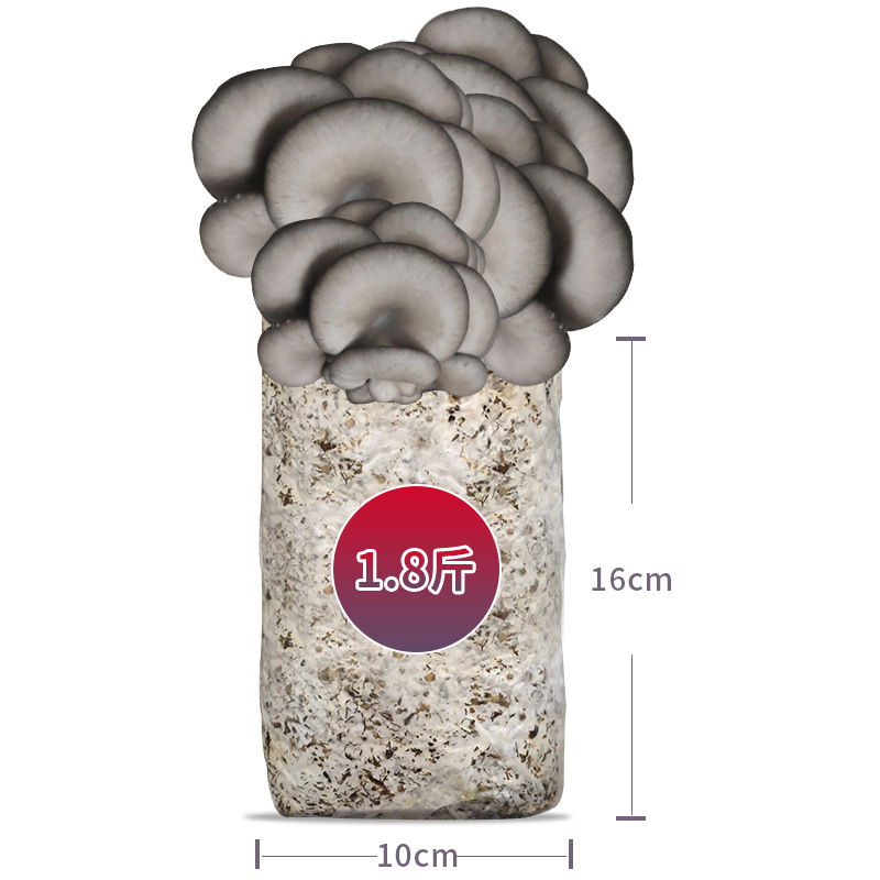 Mushroom Planting Package Kidsren's Mushroom Planting Potted Gift School Kindergarten Mushroom Package DIY Mushroom Planting Blind Box