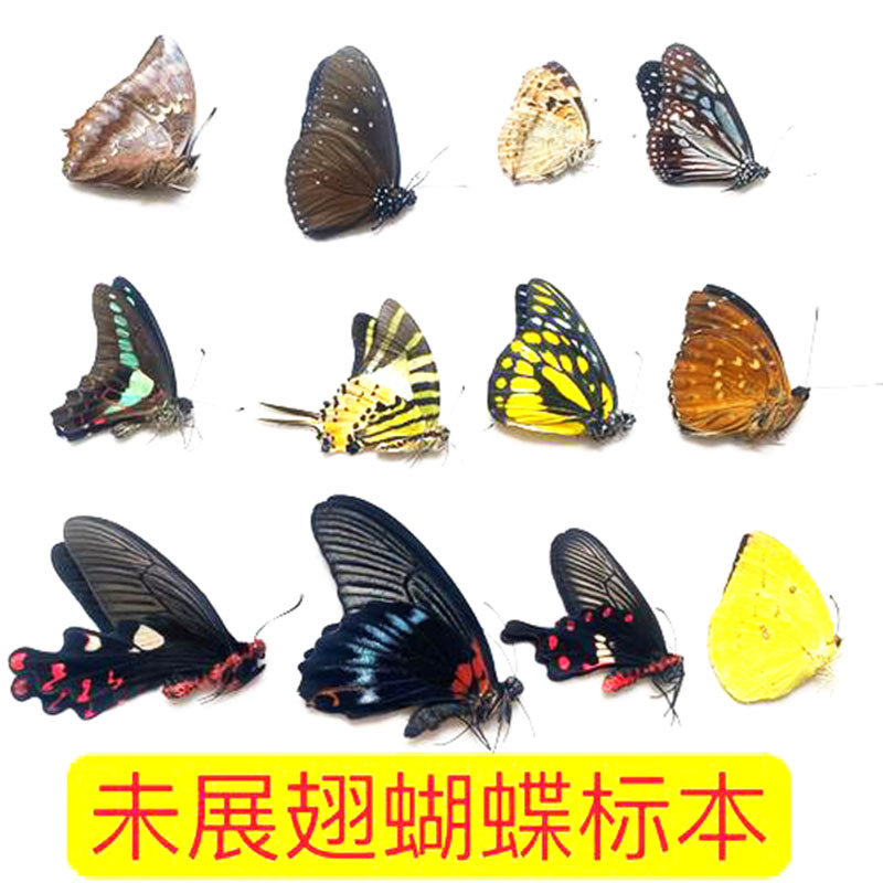 Настоящий Бабочка Экспонат Нераспущенные Крылья Разные Оригинальные Бабочки Разнообразные Бабочки Насекомое Экспонат Детский Сад Учебная Коллекция Фотография