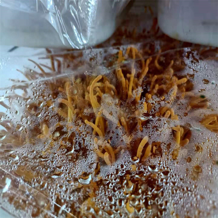 Cordyceps flower wholesale dry goods specialty new goods golden cordyceps dry price soup delicious cordyceps origin direct sales