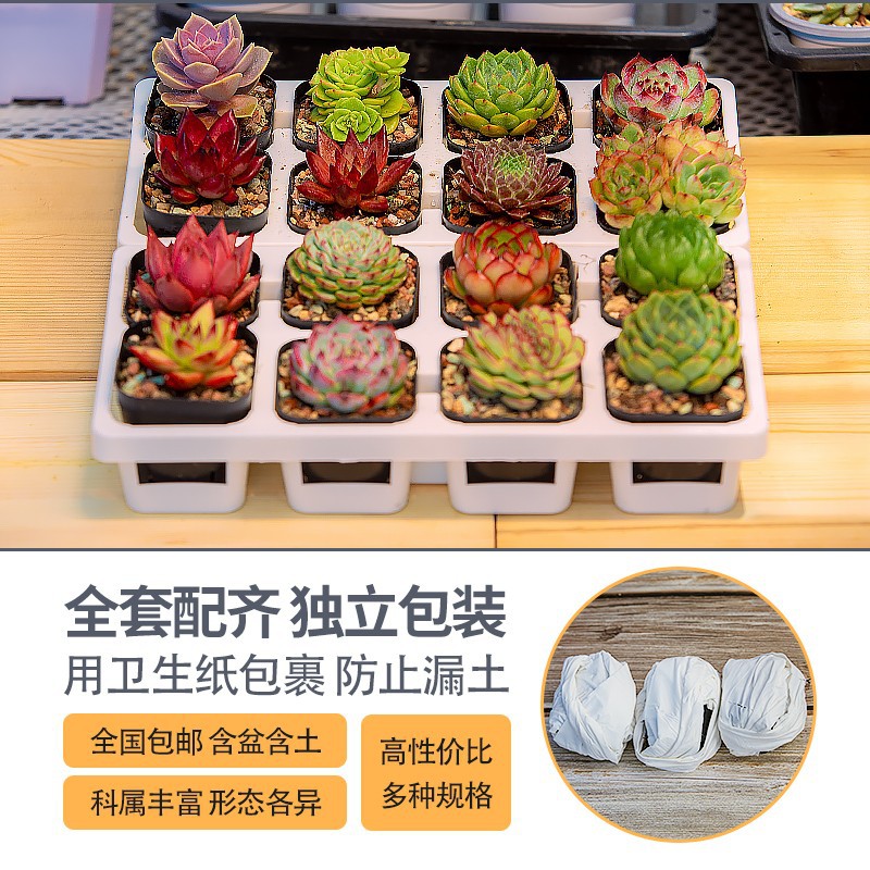 Fleshy plants wholesale most meat potted flowers meat with pot combination stone flower jade dew base self-produced