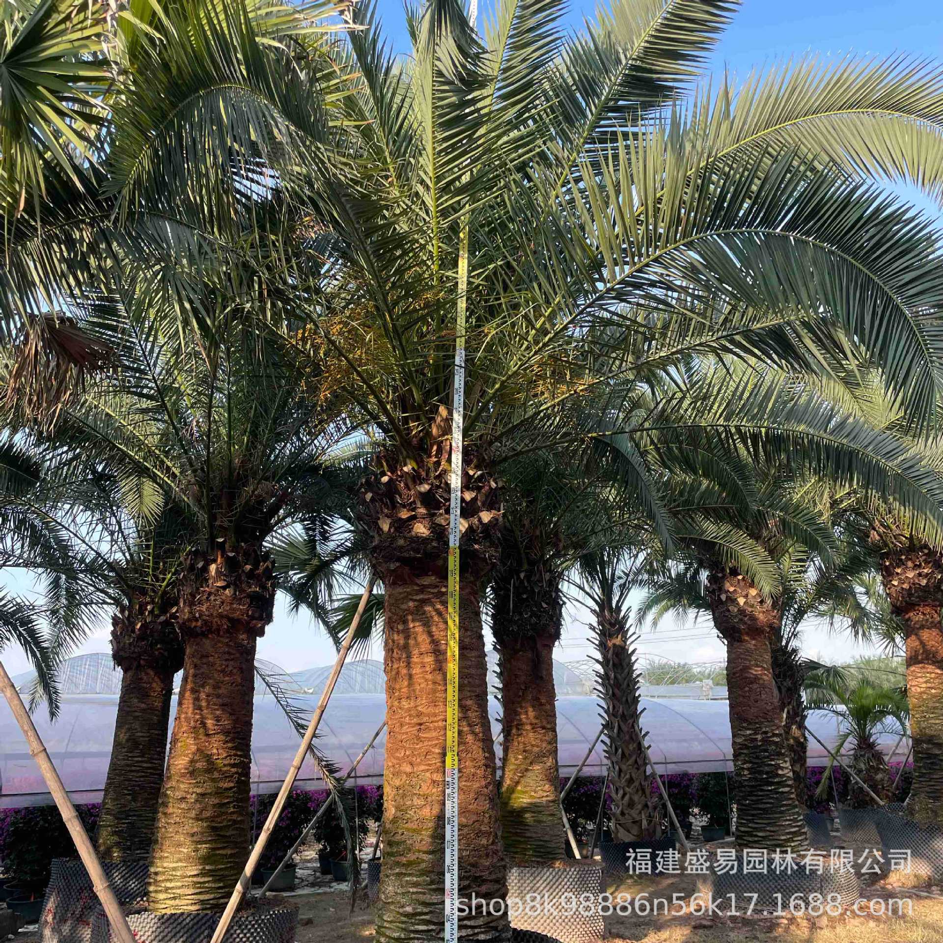 Fujian Canary Sea Date Tree Base Guangdong Zhejiang Canary Sea Date Wholesale Canary Sea Date Head Base