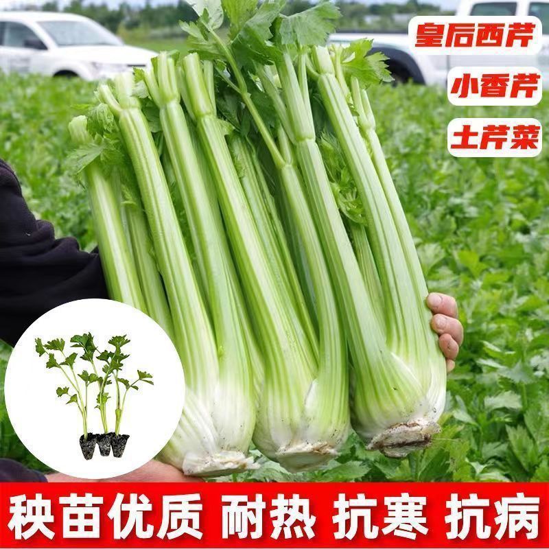 Shouguang Large Celery Seedlings, Small Parsley Seedlings with Soil, Shipped with Roots, Balcony Potted Cold-Resistant Vegetable Seedlings
