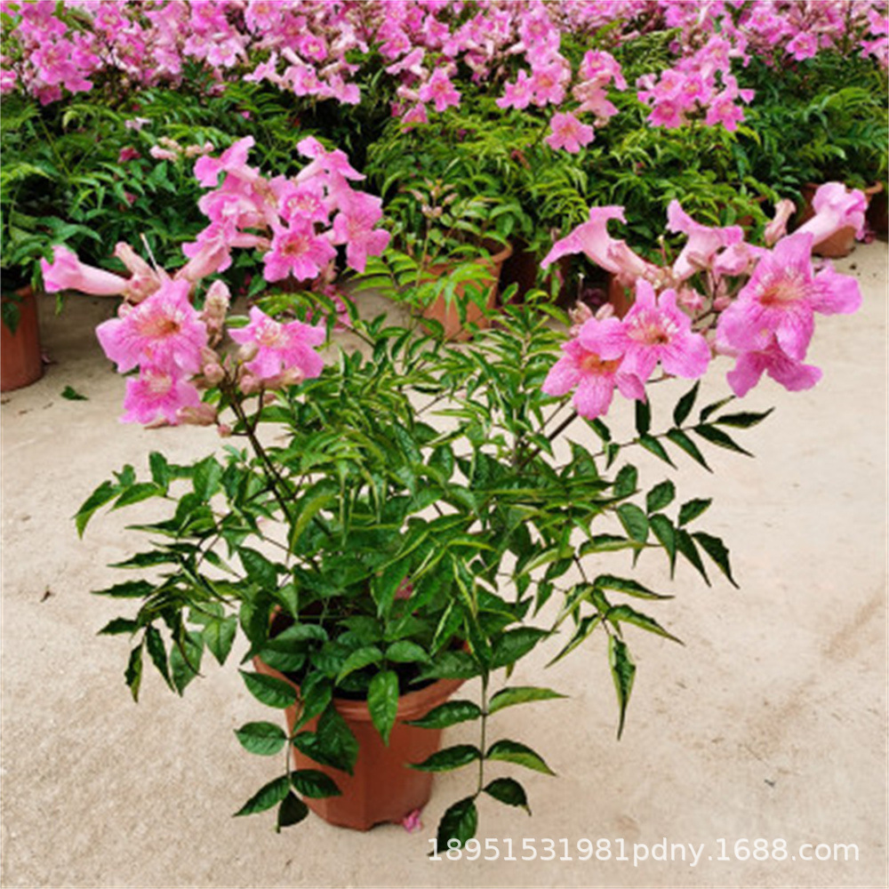 Американская лиана цветка Линсяо, саженец в горшке, крупный сеянец, холодостойкая, цветет круглый год