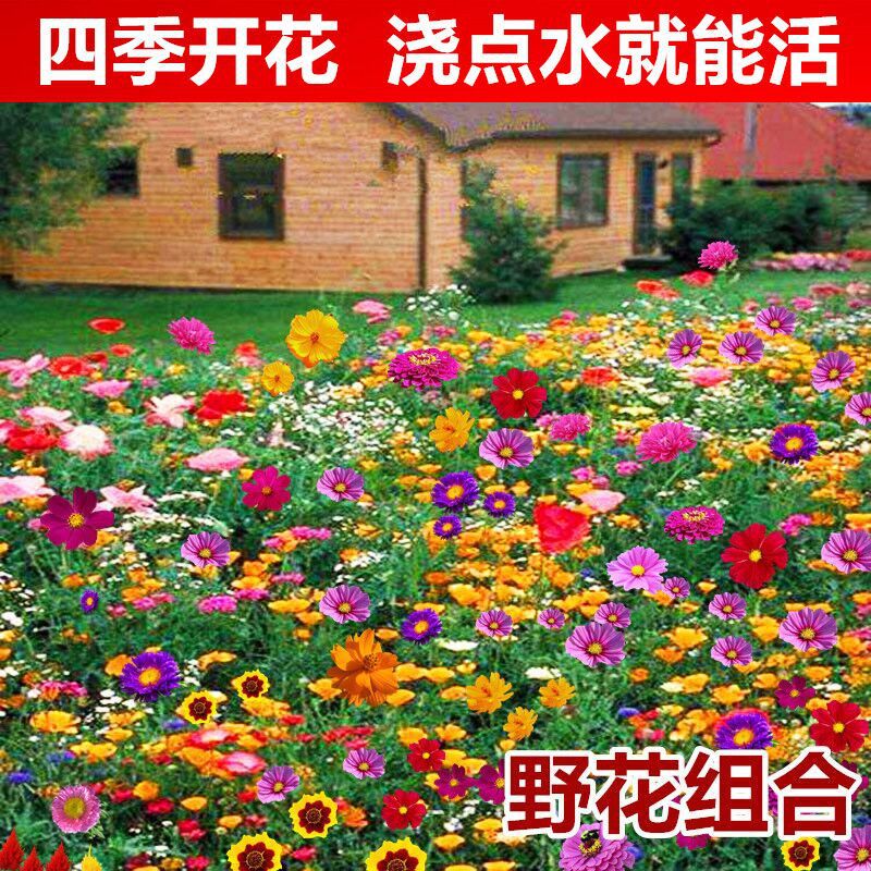 Wildflower Combination Flower Seeds, Pyrethrum Flower Seeds, Four-Season Sowing and Blooming Gesang Flower Seeds, Sunflower Seeds