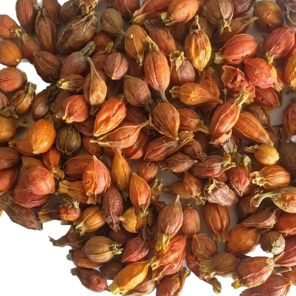 Gardenia 500g Jiangxi Gardenia Red Gardenia Small Gardenia [Jinghui Pharmaceutical] Chinese Herbal Medicine Spot Wholesale