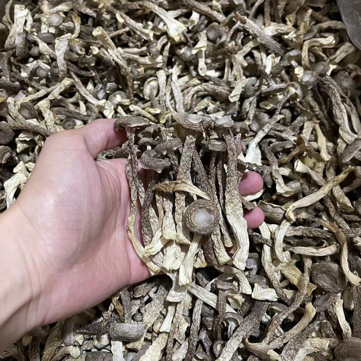 Mushroom soup antler mushroom antler mushroom dry goods packaging bulk wholesale Ruyi love antler mushroom multiple specifications origin wholesale