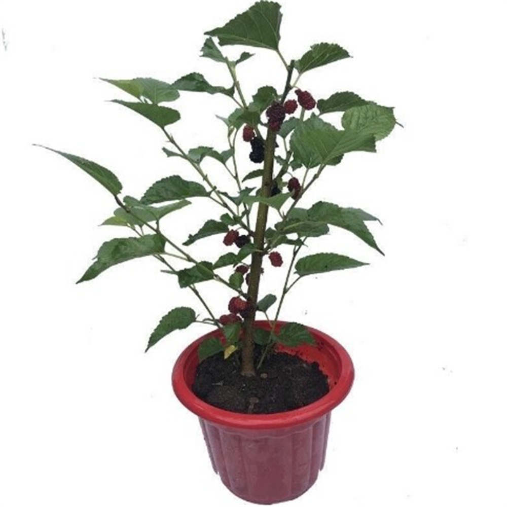 Mulberry Saplings, Mulberry Saplings, Fruit-Bearing Mulberry Potted Plants, Ground Planting in the North and South, Chinese Black Mulberry Seedlings That Bear Fruit in the Same Year
