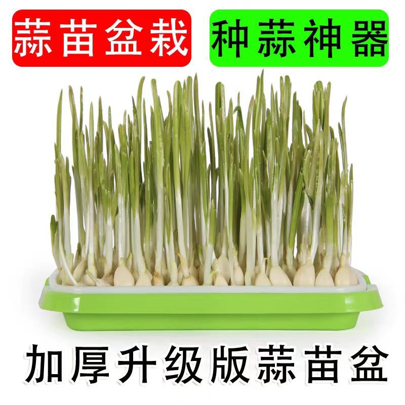 Balcony Garlic Seedling Pot Garlic Planting Tray Garlic Planting Artifact Hydroponics Garlic Planting Pot Garlic Seedling Plate