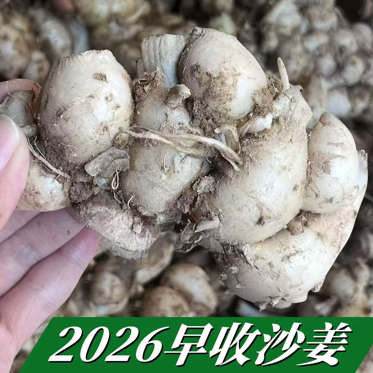 Authentic Maoming Gaozhou Specialty Fresh Sand Ginger Shan Nai Hainan Red-Skinned Sand Ginger White-Cut Chicken Coconut Chicken Pig Trotter Ingredients