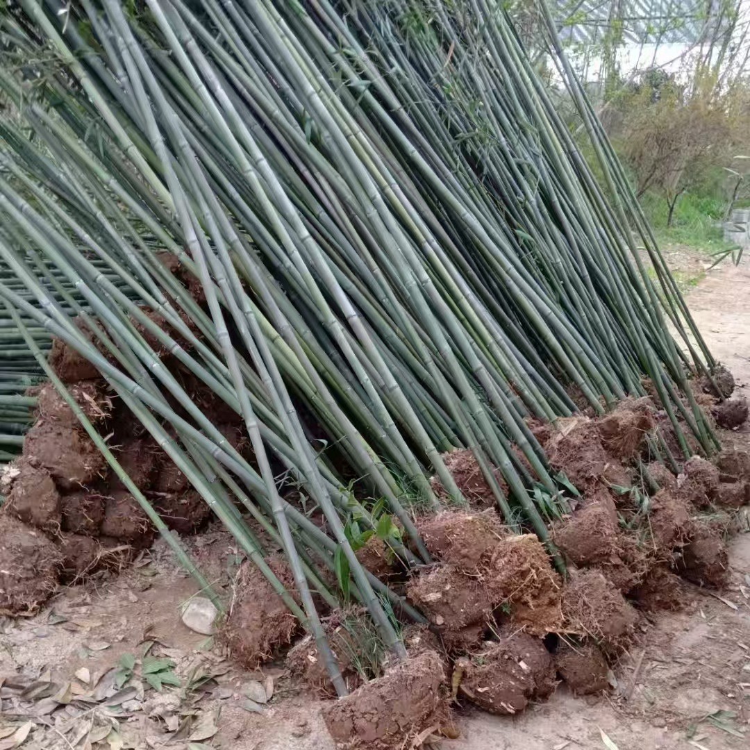 Xi'An Nursery Manufacturers Wholesale Green Bamboo, Shaanxi Small Bamboo Potted Gold Inlaid Jade Bamboo