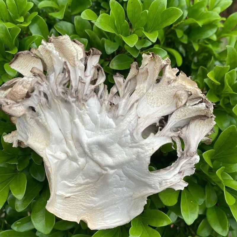 Maitake Dried Goods Edible Non-Polluting Green Maitake Tea Farm Chestnut Mushroom Slices 100g