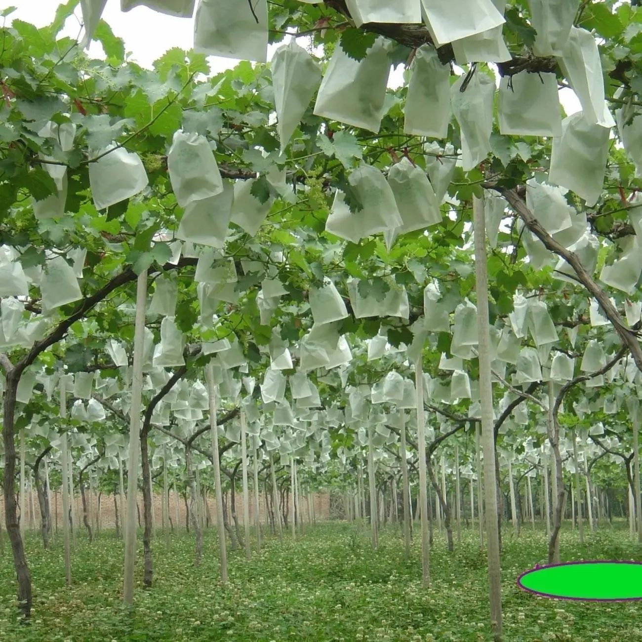 Non-woven Fruit Bagging, Grape Bag, Bird-proof, Insect-proof and Waterproof Special Fruit Bag, Seedling Bagging, Ready-made Wholesale