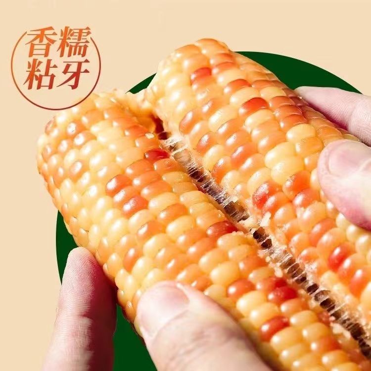 Xishuangbanna Small Flower Glutinous Corn Small Corn Yunnan Specialty Breakfast Meal Replacement Wholesale Fresh Corn Delicious Fragrant Glutinous